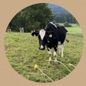 野原にいる白と黒の牛。 一匹をピントを合わせて撮っていて、後ろに数匹かいる。牛の前にはたんぽぽがあり、牛がたんぽぽを食べに来ている様子を撮影。